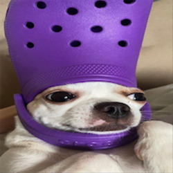 Crocdog logo