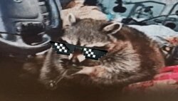 Crackcoon logo