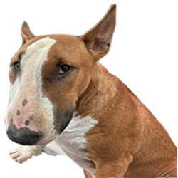 Nose Bud logo