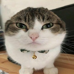 wawacat logo