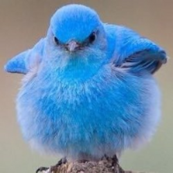 peeplogo