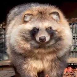 Raccoon Dog logo